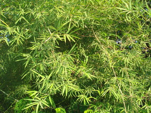 Male Bamboo Calcutta Stricta or Bamboo