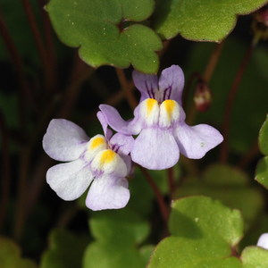 Kenilworth Ivy