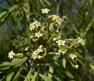 Geijera parviflora