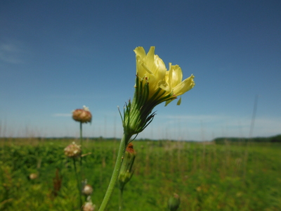 Pyrrhopappus carolinianus