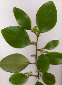 Griselinia littoralis