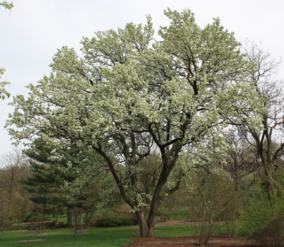 Pyrus calleryana