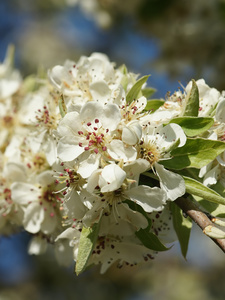 Almond-leaved pear