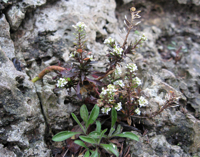 Lepidium virginicum