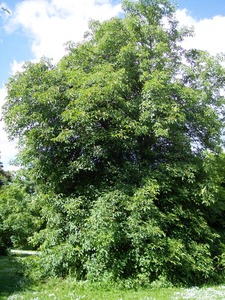 Ohio Buckeye