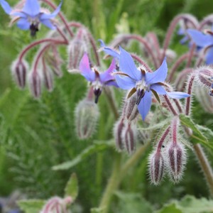Borretsch | Borage [2022]
