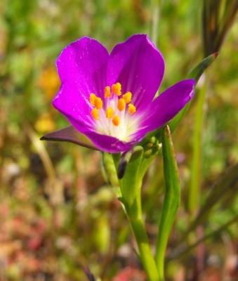 Calandrinia ciliata