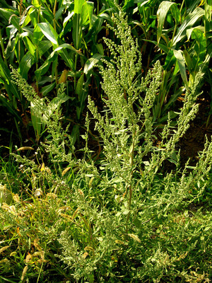 Atriplex patula