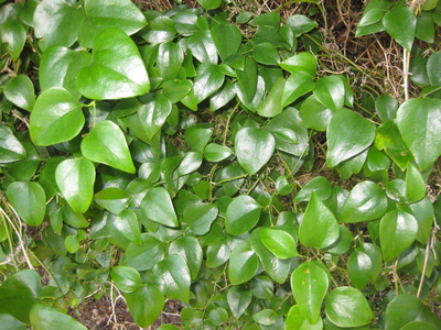 Smilax rotundifolia