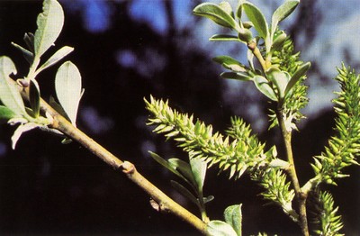 Salix lasiolepis