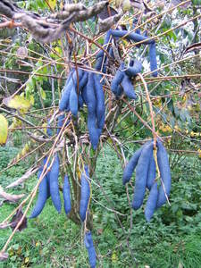 Blue Sausage Fruit