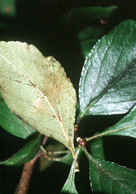 Crataegus aestivalis