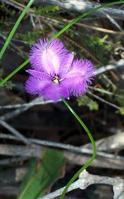 Thysanotus tuberosus