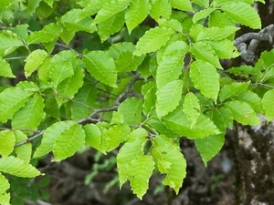 Japanese Beech