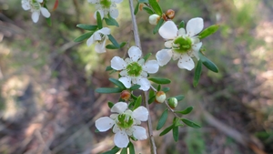 Leptospermum polygalifolium