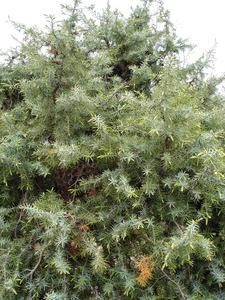 Prickly Juniper