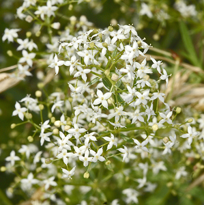 Hedge Bedstraw