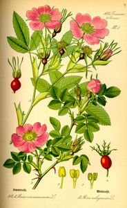 Cinnamon Rose