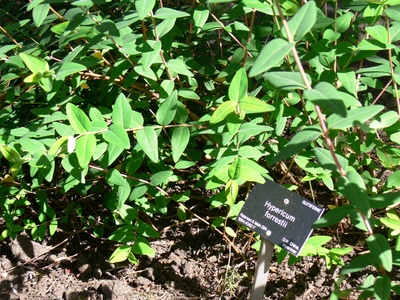 Hypericum forrestii