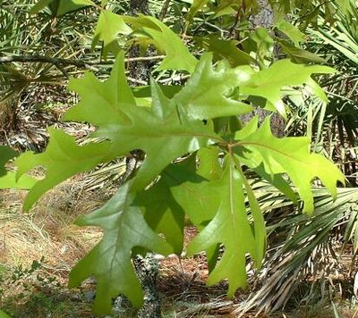 Quercus laevis