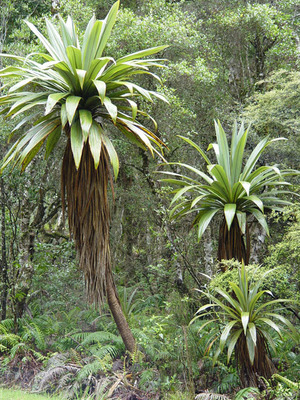 Cordyline indivisa