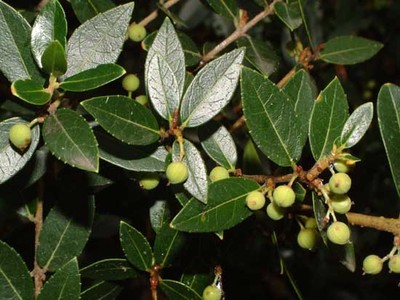 Phillyrea latifolia