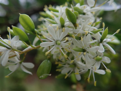 Bursaria spinosa