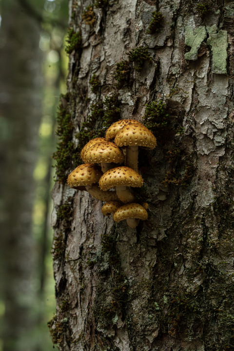Pleasant observations from a good hike in the White Mountains, New Hampshire, USA:

+ Calligrapher fly (toxomerus)
+ Digging bees (anthophorini)
+ Jack in the pulpit (arisaema triphyllum)
+ Coral tooth fungus 
+ Rock tripe lichen
+ Yellow fairy cups
+ Wolf's milk (lycogala epidendrum)
+ Cucumber root (medeola virginiana)
+ Honey mushrooms
+ Oakmoss
+ Beard lichen
+ Shield lichen
+ Sphagnum moss
+ Waxcaps
+ Bunchberry
+ Marsh St. John's wart
+ White coral fungus
+ Scalycaps(pholiota) 
+ Three-way sedge