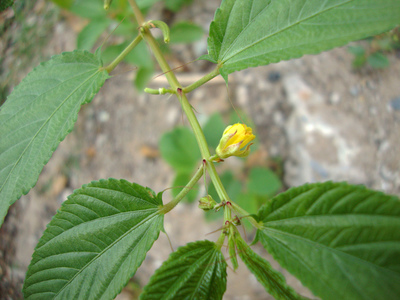 Corchorus olitorius