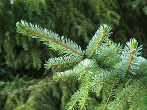 Serbian Spruce