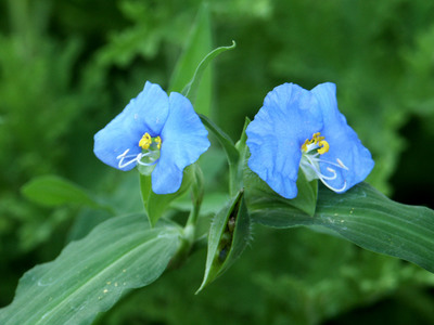 Commelina erecta