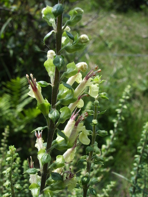 Teucrium scorodonia