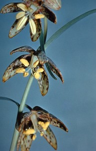 Purple Fritillary