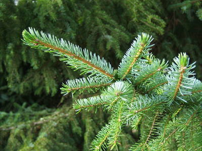 Picea omorika