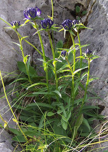 Roundheaded Rampion