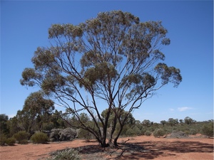 Blue Mallee