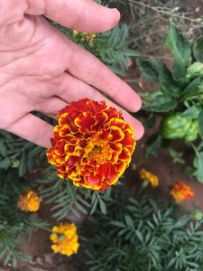 Marigold, French - "Colossus Red Gold Bicolor"