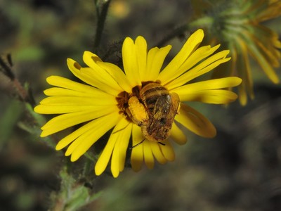 Madia elegans