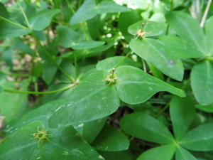 Euphorbia sieboldiana