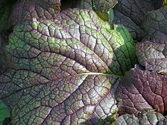 Giant red mustard