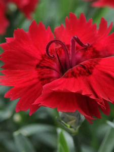 Dianthus Pemán Red