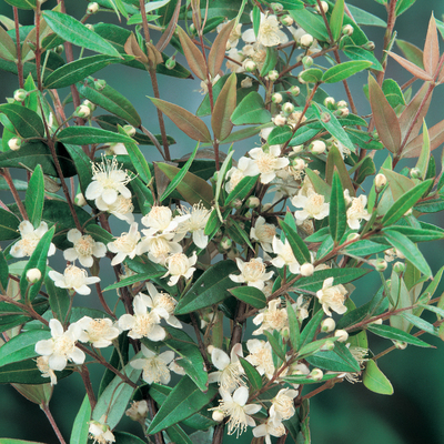 The flowers of a midgen berry plant