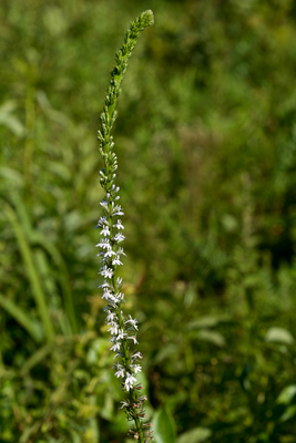 Lobelia spicata