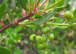 Stanford's manzanita