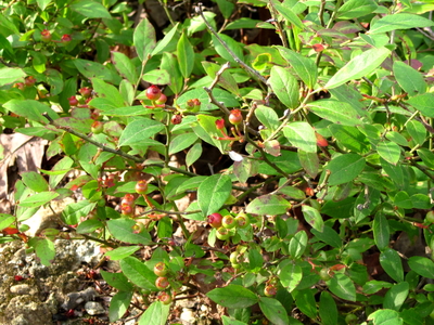 Amelanchier humilis