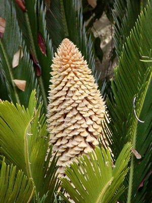 Cycas revoluta