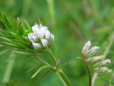 Vicia hirsuta