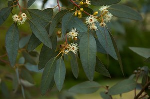 Cider Gum