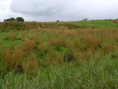 Andropogon virginicus