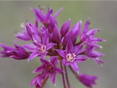 Allium bisceptrum